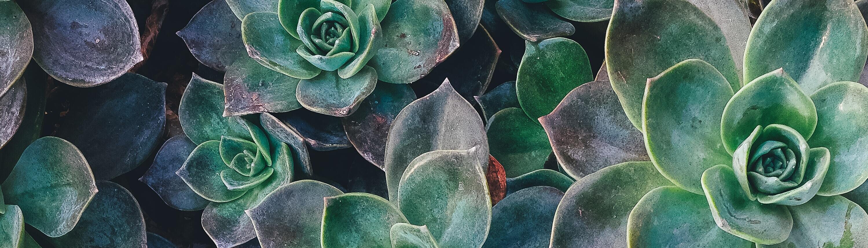 succulant photo