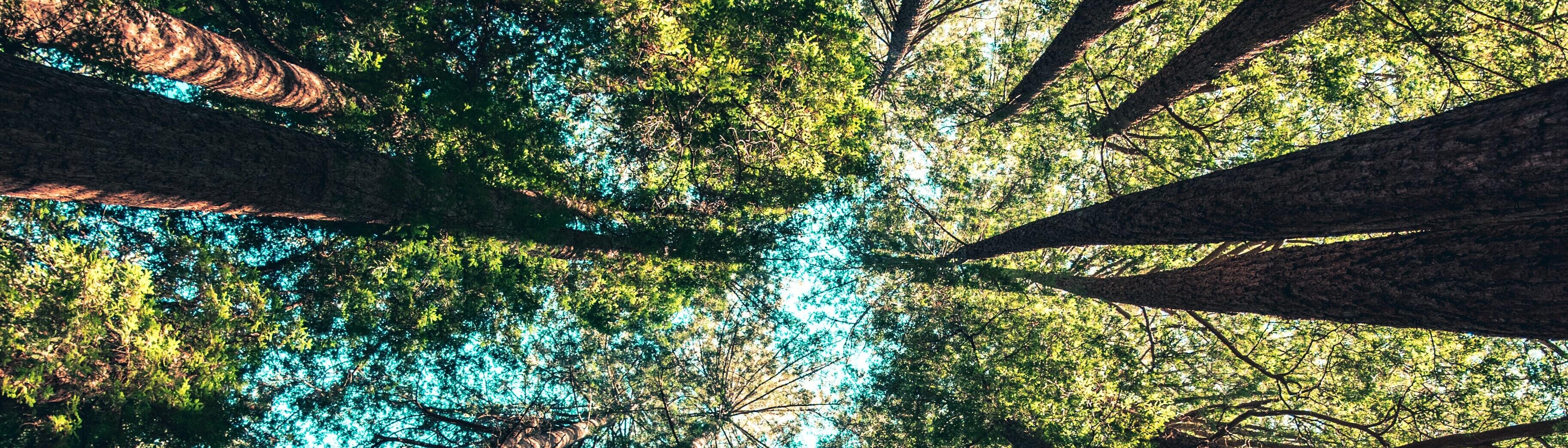 looking up through the trees