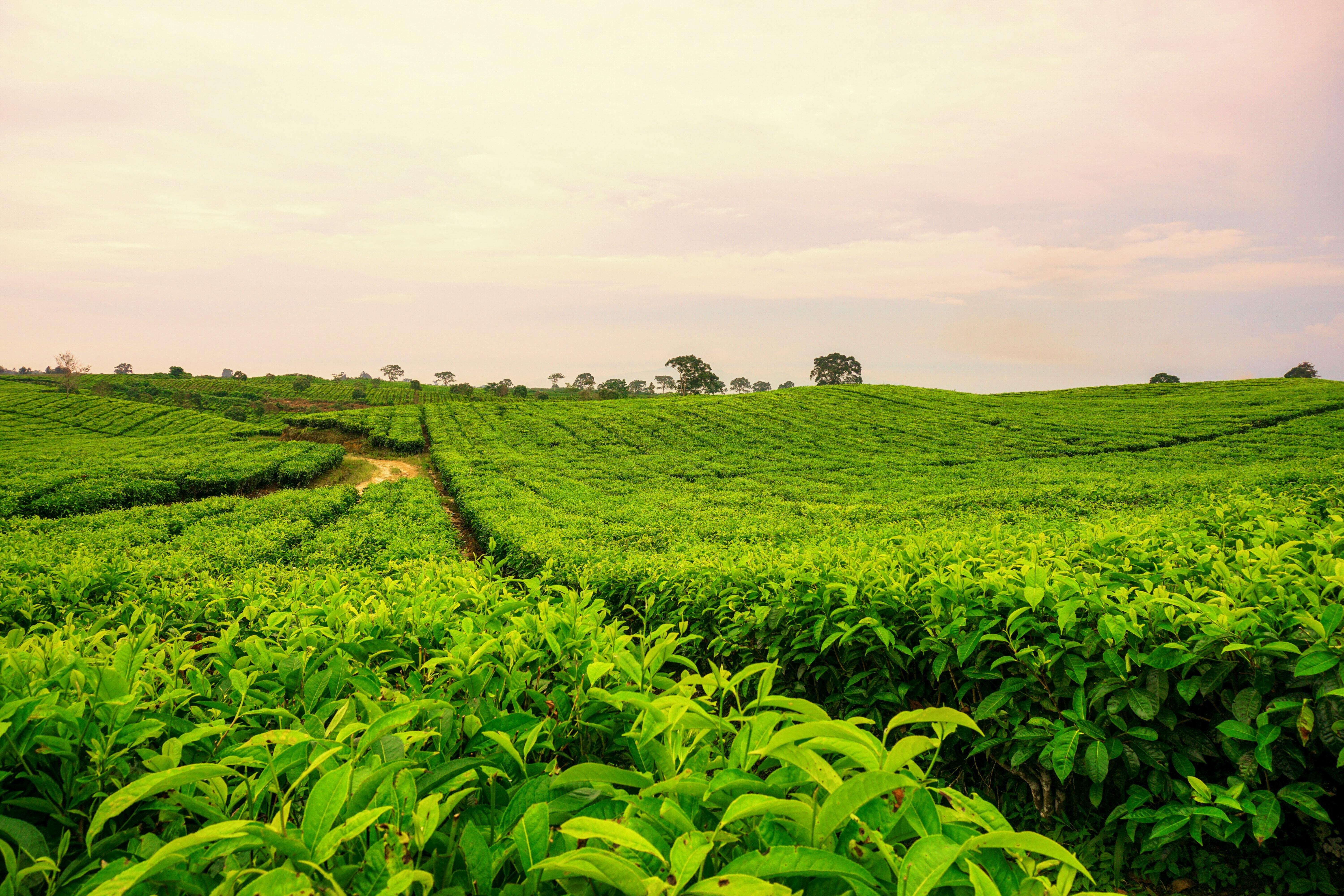 field of corn